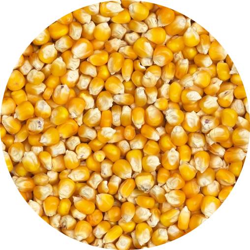 CORN IN GRAIN, BULK PER CONTAINER, PRICE/TONNE